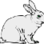oca_lapin_blanc.png